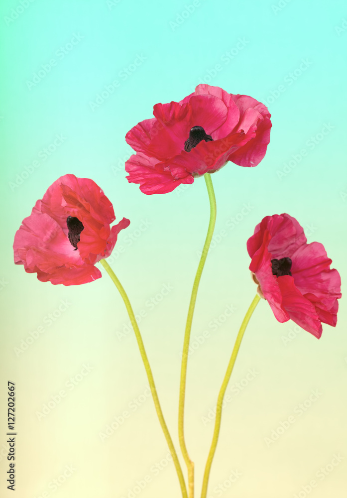 Obraz premium Bright red flowers on a summers day color background