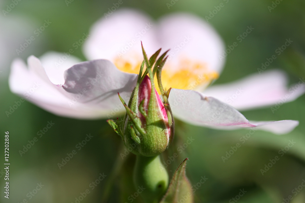 Wild rose blooming Wild rose blooming