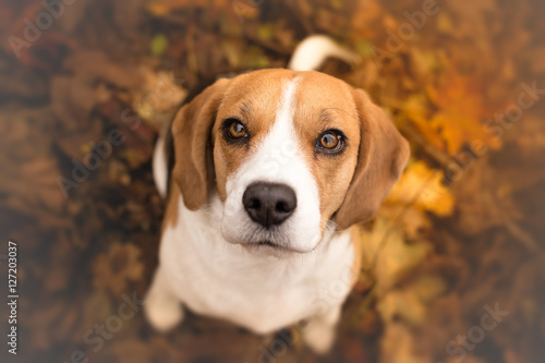Cute beagle puppy dog looking up photo