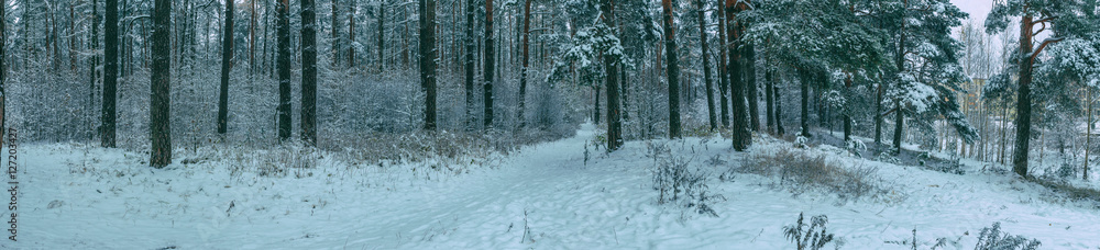 Panoramic view of winter pine forest with a tree in frost. The mysterious atmosphere of snowfall Panoramic view of winter pine forest with a tree in frost. The mysterious atmosphere of snowfall