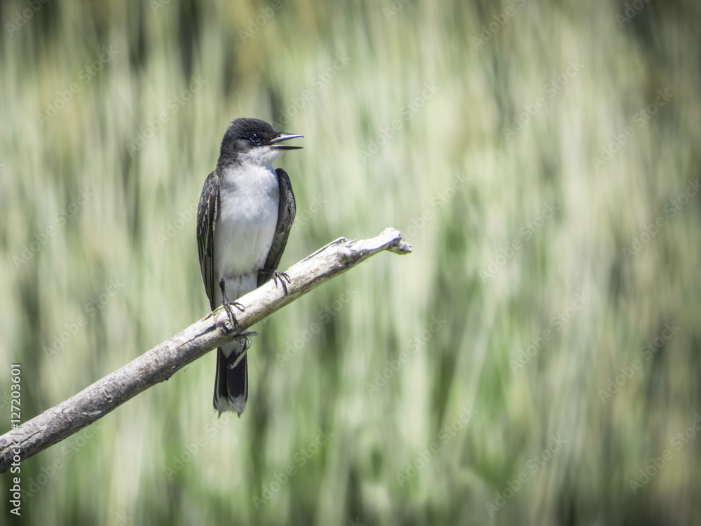 Obraz premium Eastern Kingbird