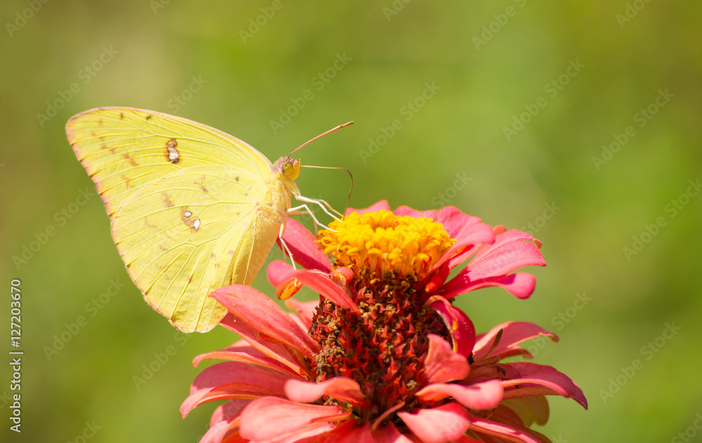 Female Cloudless Sulphur butterfly feeding on a pink Zinnia in summer garden Female Cloudless Sulphur butterfly feeding on a pink Zinnia in summer garden