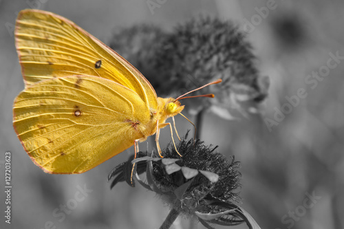 Photography Clouded Sulphur butterfly feeding on Indian blanket flower, color spot on black