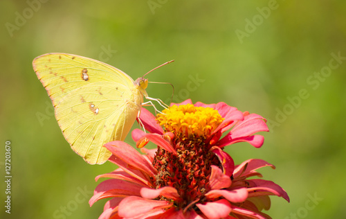 Foto Female Cloudless Sulphur butterfly feeding on a pink Zinnia in summer garden