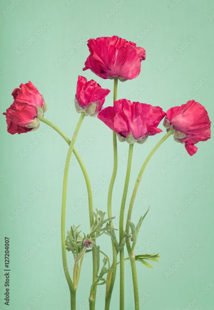 Red persian buttercups  on a  light  green background