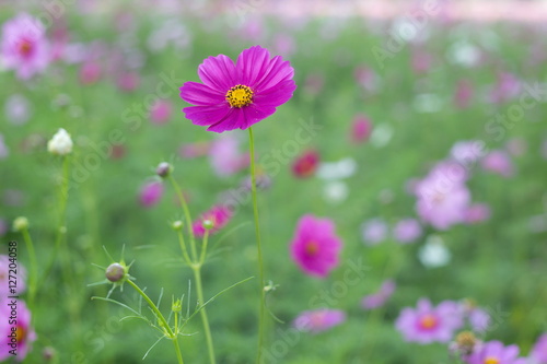 Cosmos flower,flower field,Purple flower. © abimagestudio