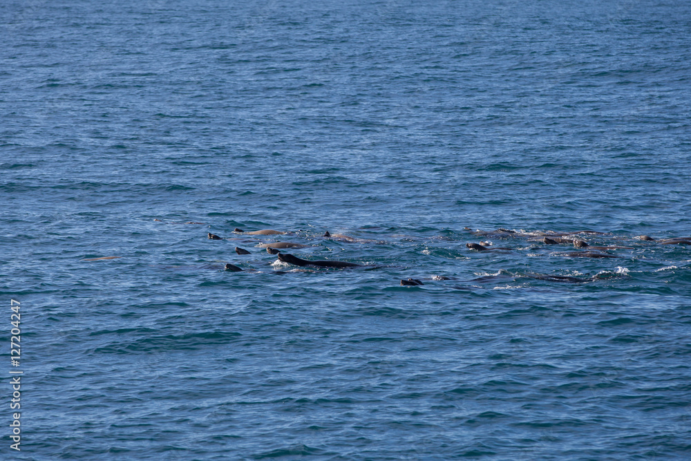Dolphins, Monterey bay, California, USA Dolphins, Monterey bay, California, USA