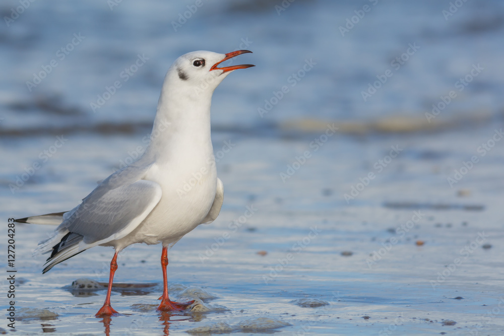 Seagull calling while standing on a beach Seagull calling while standing on a beach