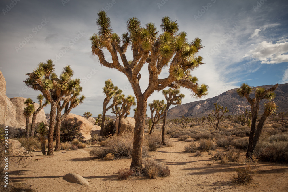 Joshua Tree National Park Yucca Valley in Mohave desert California USA Joshua Tree National Park Yucca Valley in Mohave desert California USA