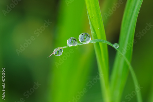 Dew drops on leaves green grass