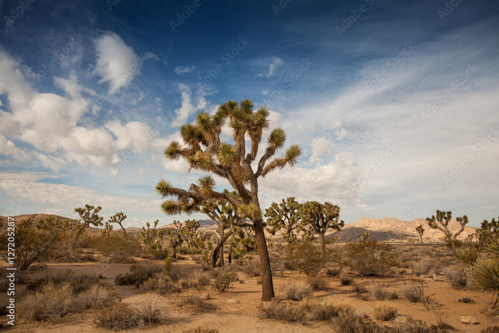 Joshua Tree National Park Yucca Valley in Mohave desert California USA Joshua Tree National Park Yucca Valley in Mohave desert California USA