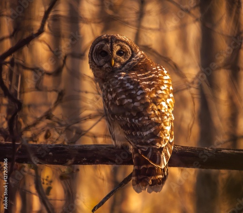 Barred owl resting in the autumn sun.