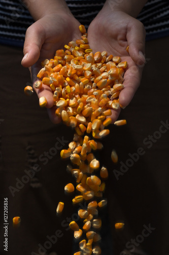 Leave corn in hand