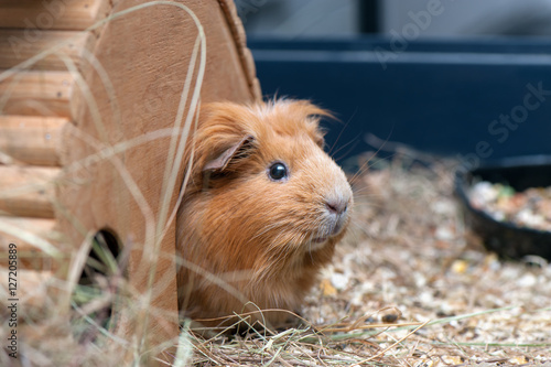 Bild auf Leinwand Cute guinea pig.