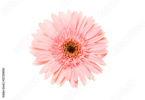 Beautiful Daisy flower isolated on white background © lana839