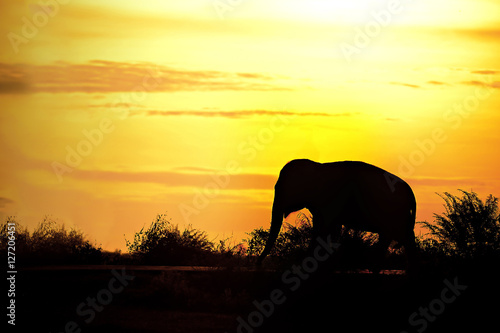  Asian Elephant silhouette in thailand