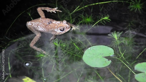 Yellow frog calms in fish pond. (HD footage no sound) photo