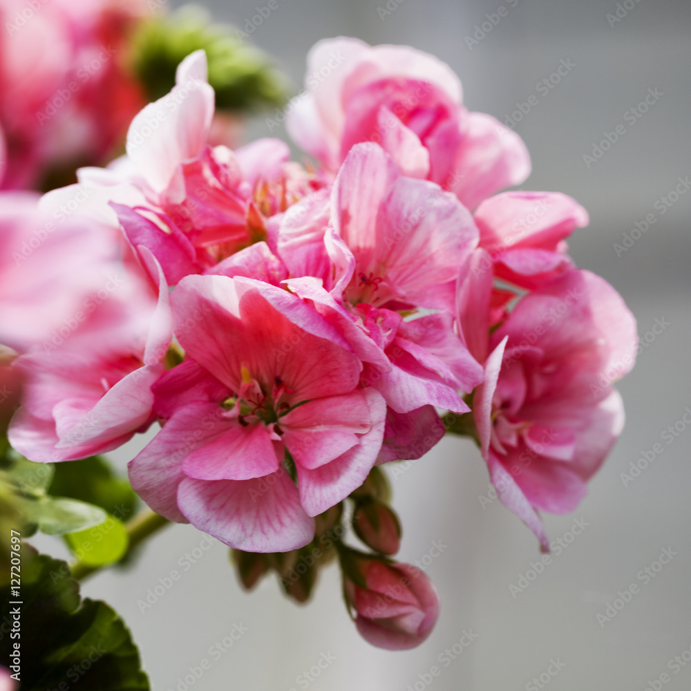 Pink geranium in close up Pink geranium in close up