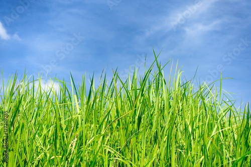  rice field close up at the blue sky background