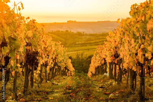 Autumn vineyards field in Tuscany