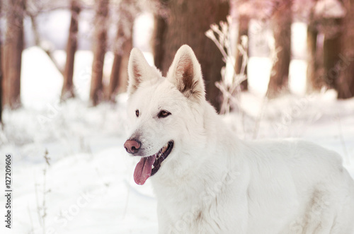 white Swiss Shepherd Dog