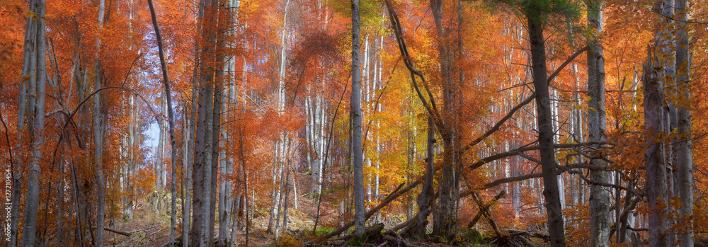 panorama mountain forest of the beech tree in autumn sunshine and a light fog panorama mountain forest of the beech tree in autumn sunshine and a light fog