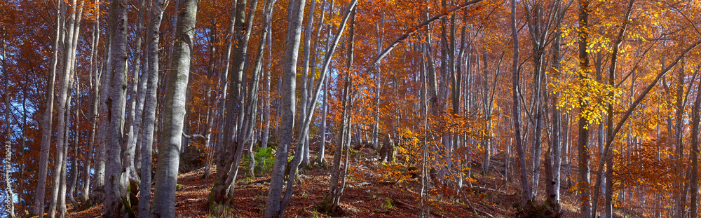 Fototapeta premium panorama mountain forest of the beech tree in autumn sunshine and a light fog