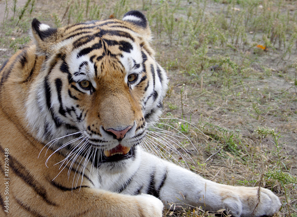 Fototapeta premium Tiger
