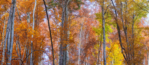 panorama mountain forest of the beech tree in autumn sunshine and a light fog