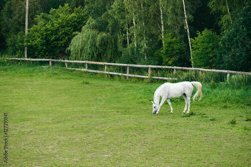 Large white horse grazing in summer afternoon.
