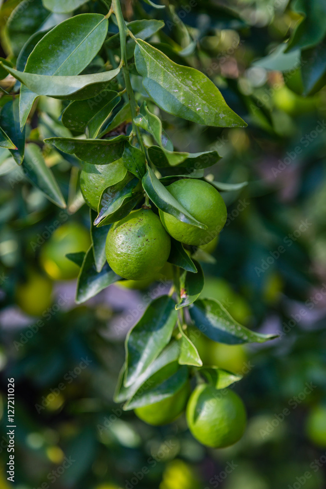 Lime on tree branch