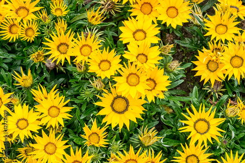 Fototapeta Naklejka Na Ścianę i Meble -  Colorful Flowers in the garden