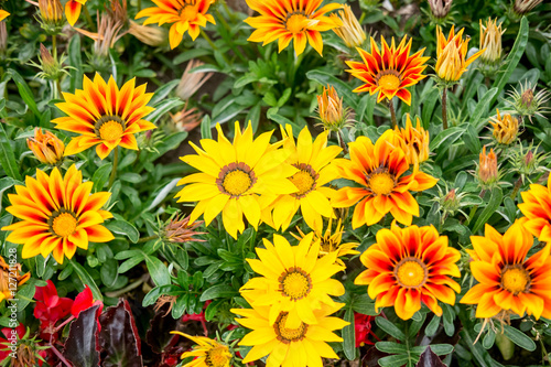 Colorful Flowers in the garden