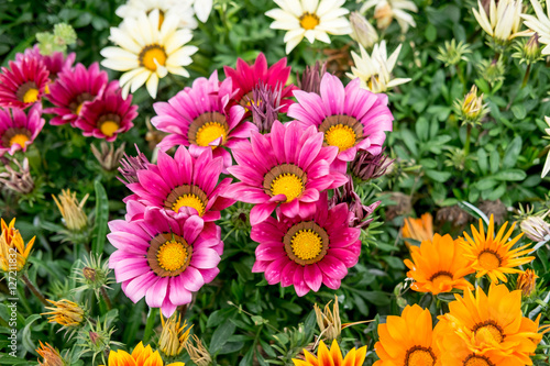 Colorful Flowers in the garden