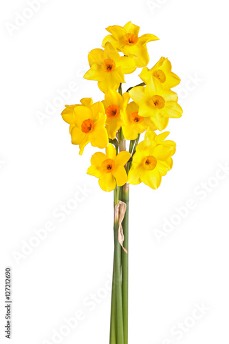 Fototapeta Naklejka Na Ścianę i Meble -  Yellow and orange flowers of a tazetta daffodil isolated