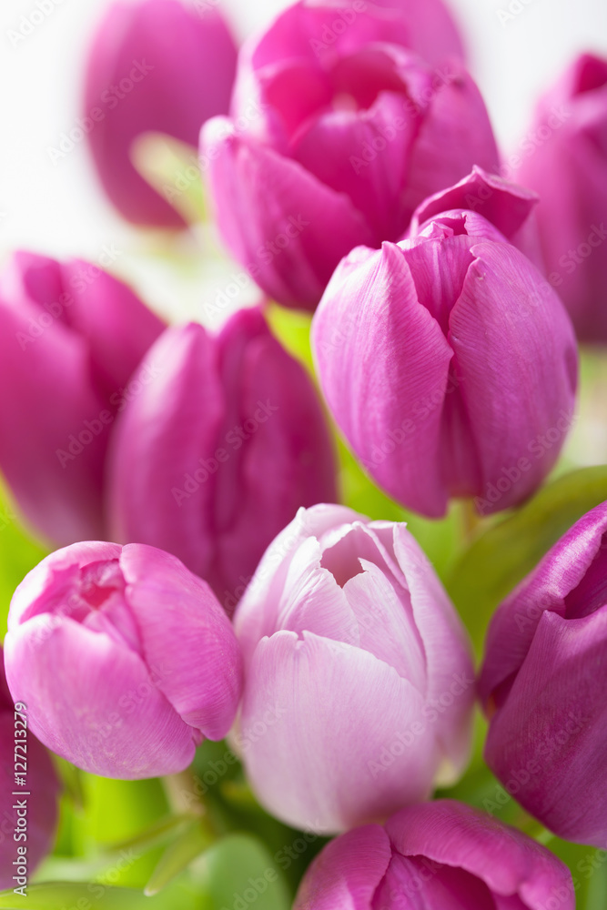 beautiful purple tulip flowers background beautiful purple tulip flowers background