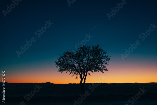 Arbol solitario al atardecer en un desierto