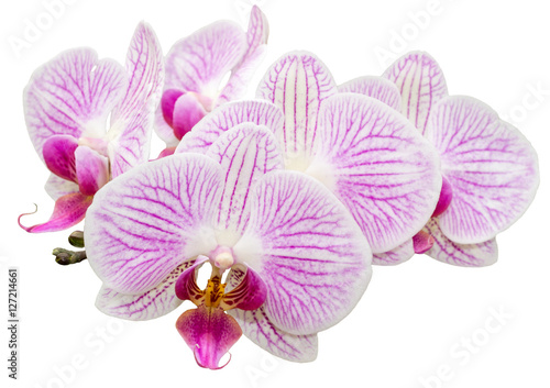 Freigestellte Orchidee Phalaenopsis auf weißem Hintergrund