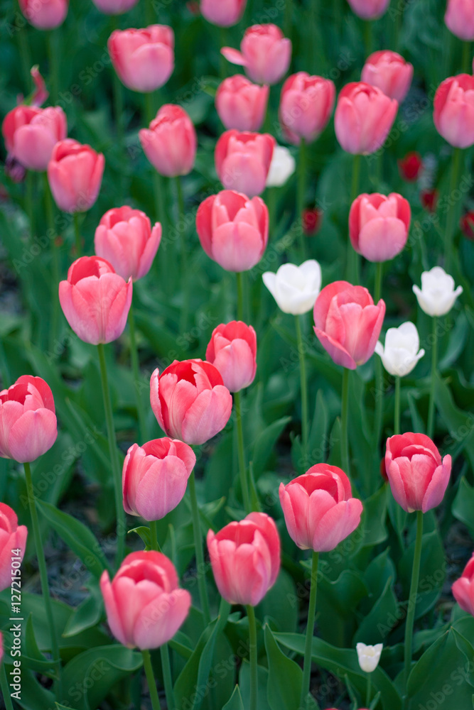 Side view of the sun rising on the opened buds pink and white tulip Side view of the sun rising on the opened buds pink and white tulip