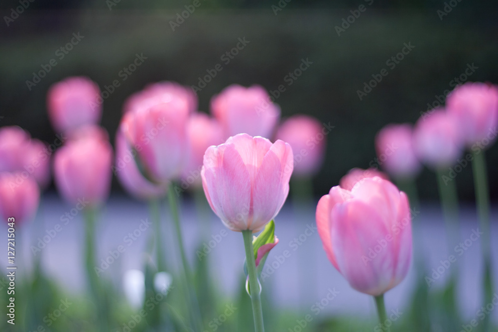 Side view of the sun rising on the opened buds pink tulip