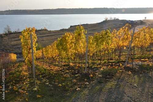 Weinhang am Grossräschener See in der Lausitz