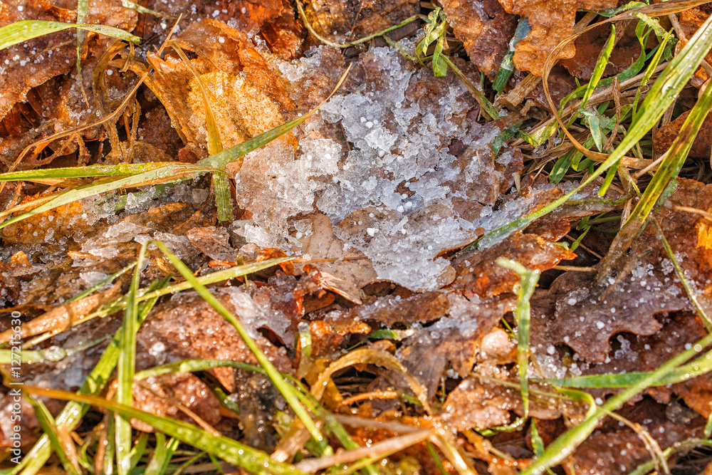 yellow leaf covered with ice