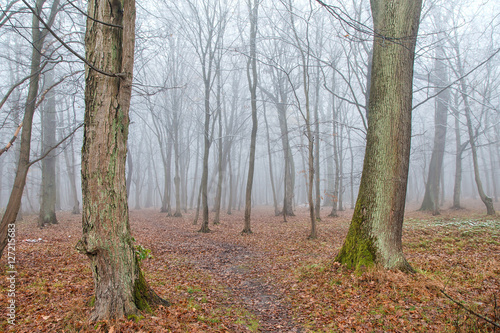 forest in late autumn