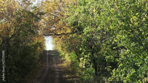 Road in the Forest 1