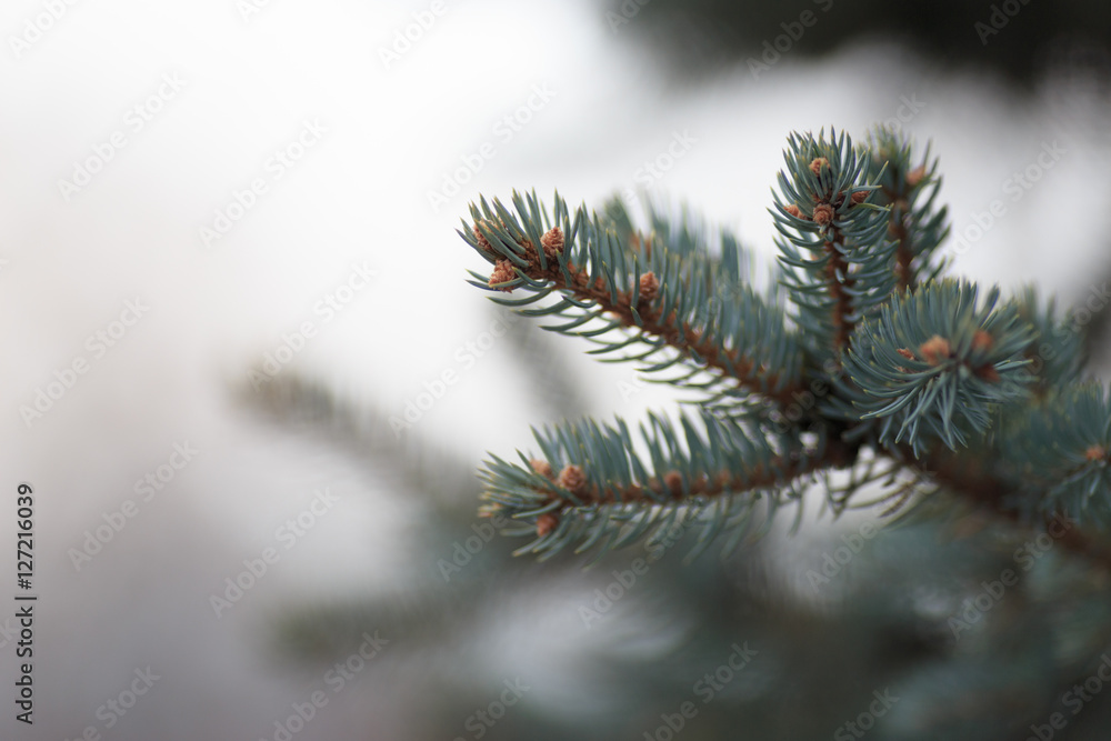 Christmas background. spruce branches. Spruce paws in the sun.