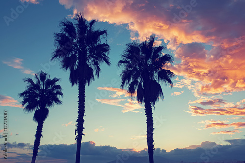 Palms silhouettes on the sunset sky