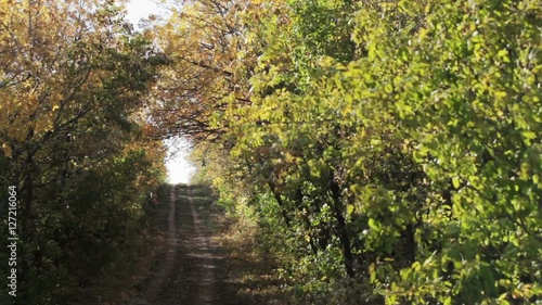 Road in the Forest 2