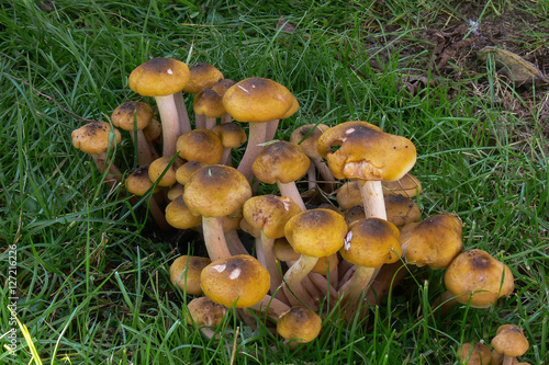Funghi chiodini (Armillaria mellea) o famigliola