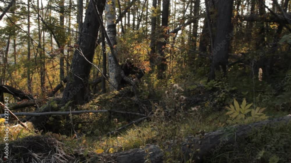 A middle aged man with a beard wearing grey pants, green jacket and yellow boots with a backpack getting rough windfall on his way uphill. A middle aged man with a beard wearing grey pants, green jacket and yellow boots with a backpack getting rough windfall on his way uphill.