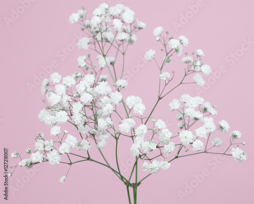 Slika na platnu Bunch od baby's-breath flowers on a  light pink background